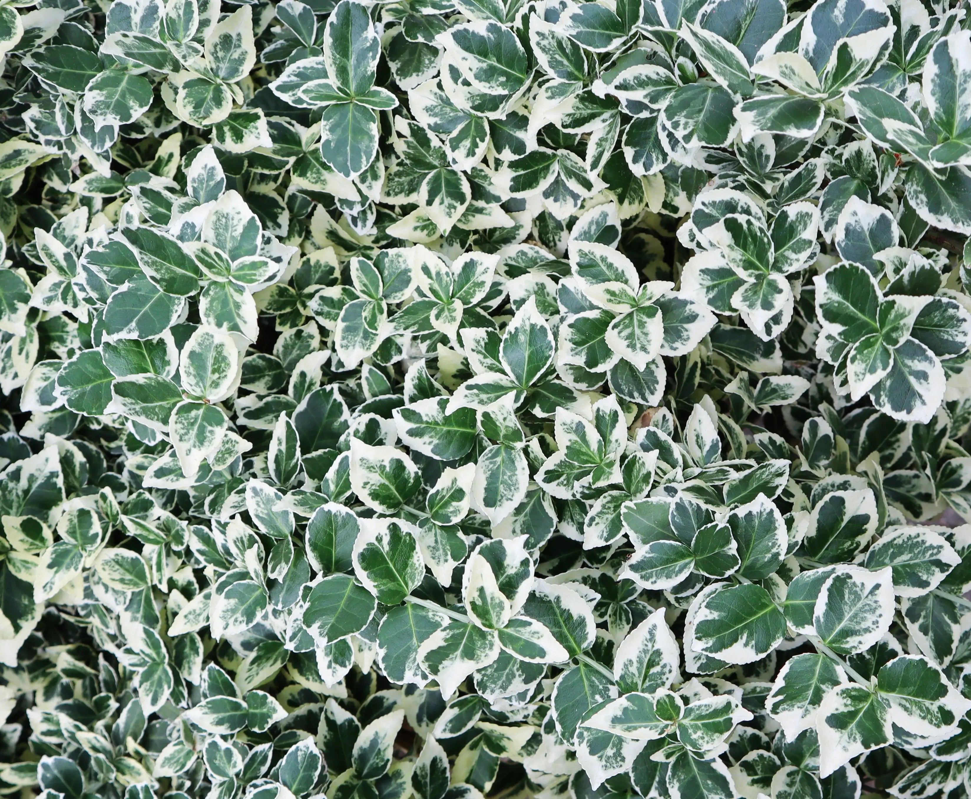 Euonymus fortunei 'Emerald'n Gaiety' Weißbunte Kriechspindel, Staude mit grün-weißen Blättern, im Garten, Nahaufnahme