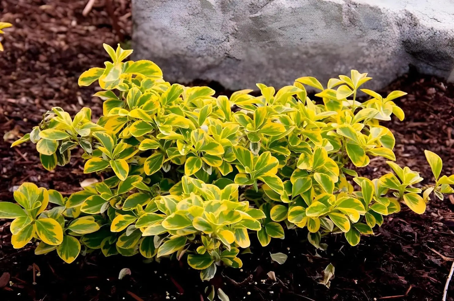 Goldbunte Kriechspindel Euonymus fortunei 'Emerald'n Gold' als Staude, grüne Blätter mit goldenen Variegationen, im Garten.