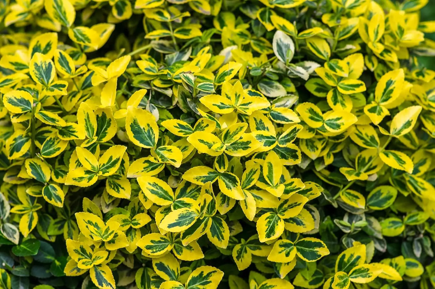 Goldbunte Kriechspindel Euonymus fortunei 'Emerald'n Gold' als Staude mit grünen und goldenen Blättern, wächst kriechend.