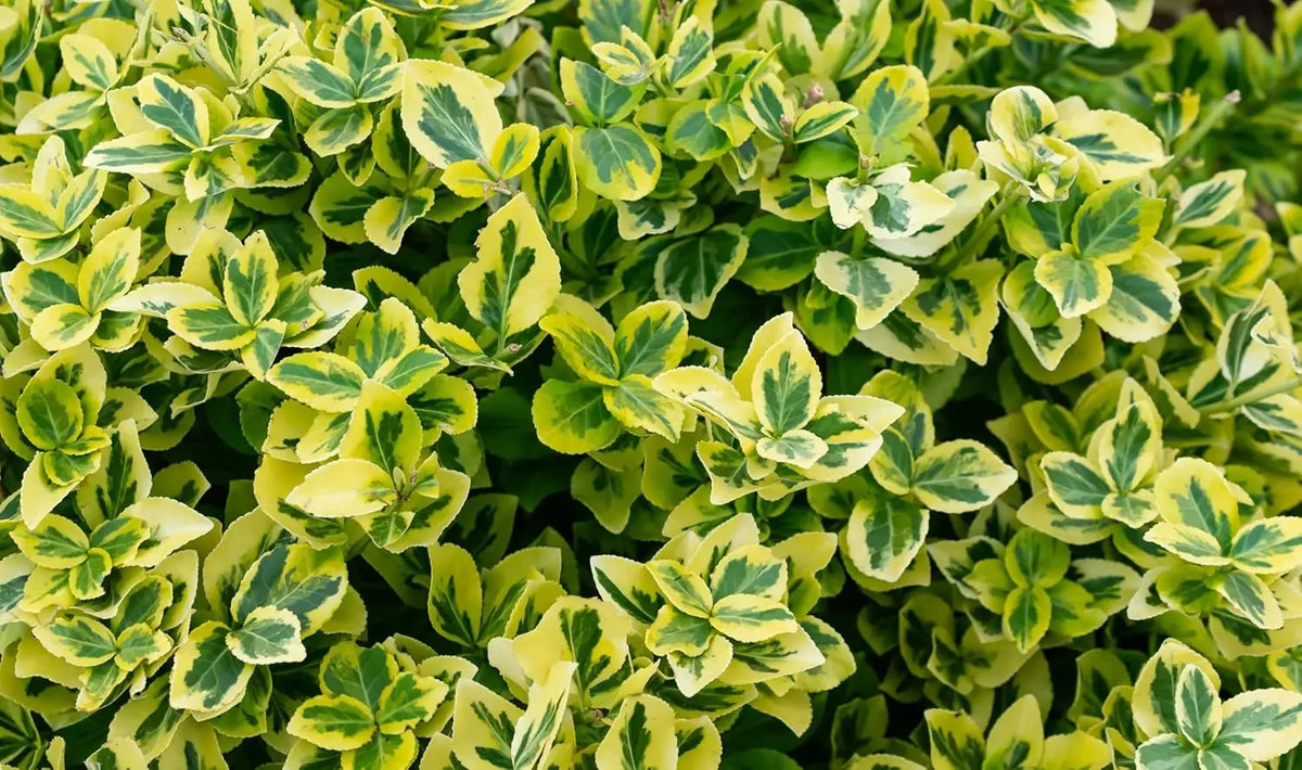 Goldbunte Kriechspindel Euonymus fortunei 'Emerald'n Gold', Staude mit grünen und goldenen Blättern, in Gartenumgebung.