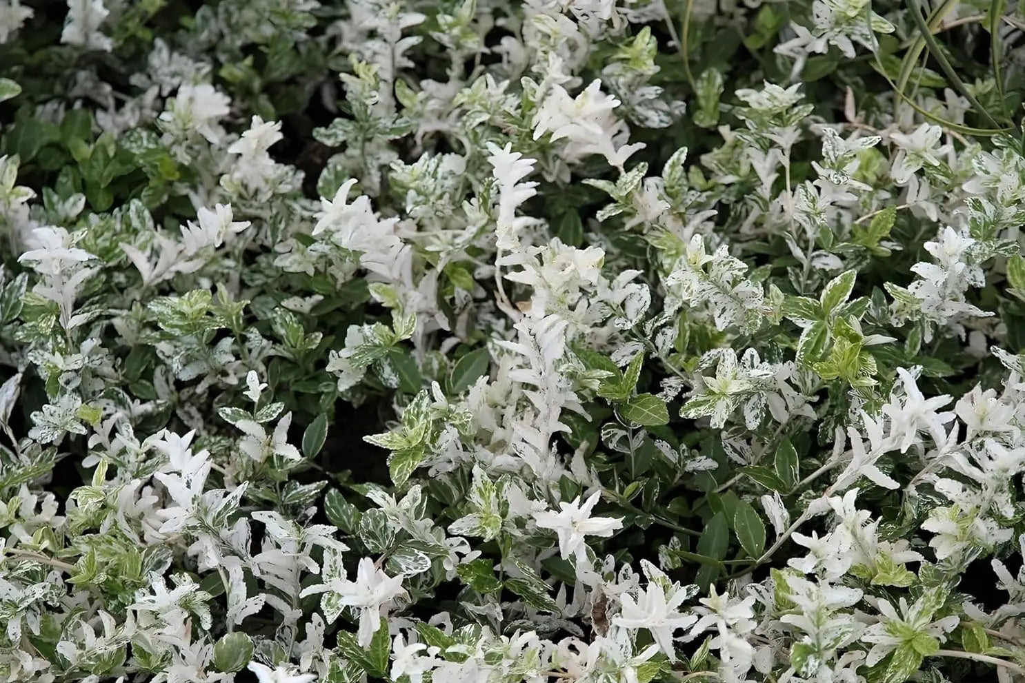 Euonymus fortunei 'Harlequin' weißgrüner Spindelstrauch, Staude von Stauden Gänge, mit buntem Laub und buschigem Wuchs