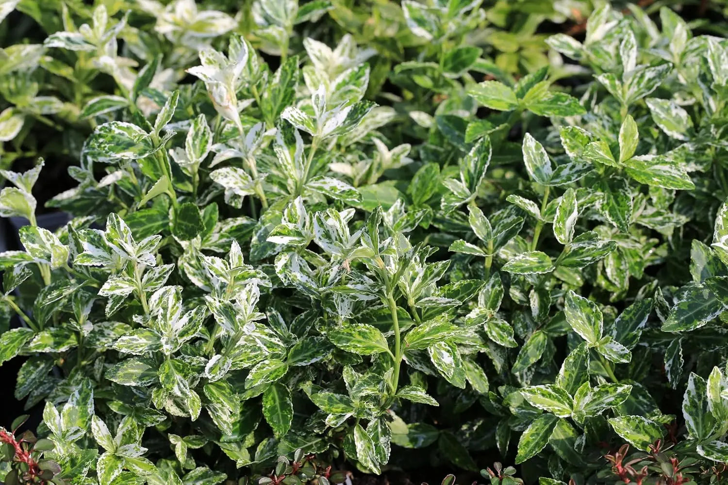 Euonymus fortunei 'Harlequin' weißgrüner Spindelstrauch, Staude mit variegerten Blättern, von Stauden Gänge.