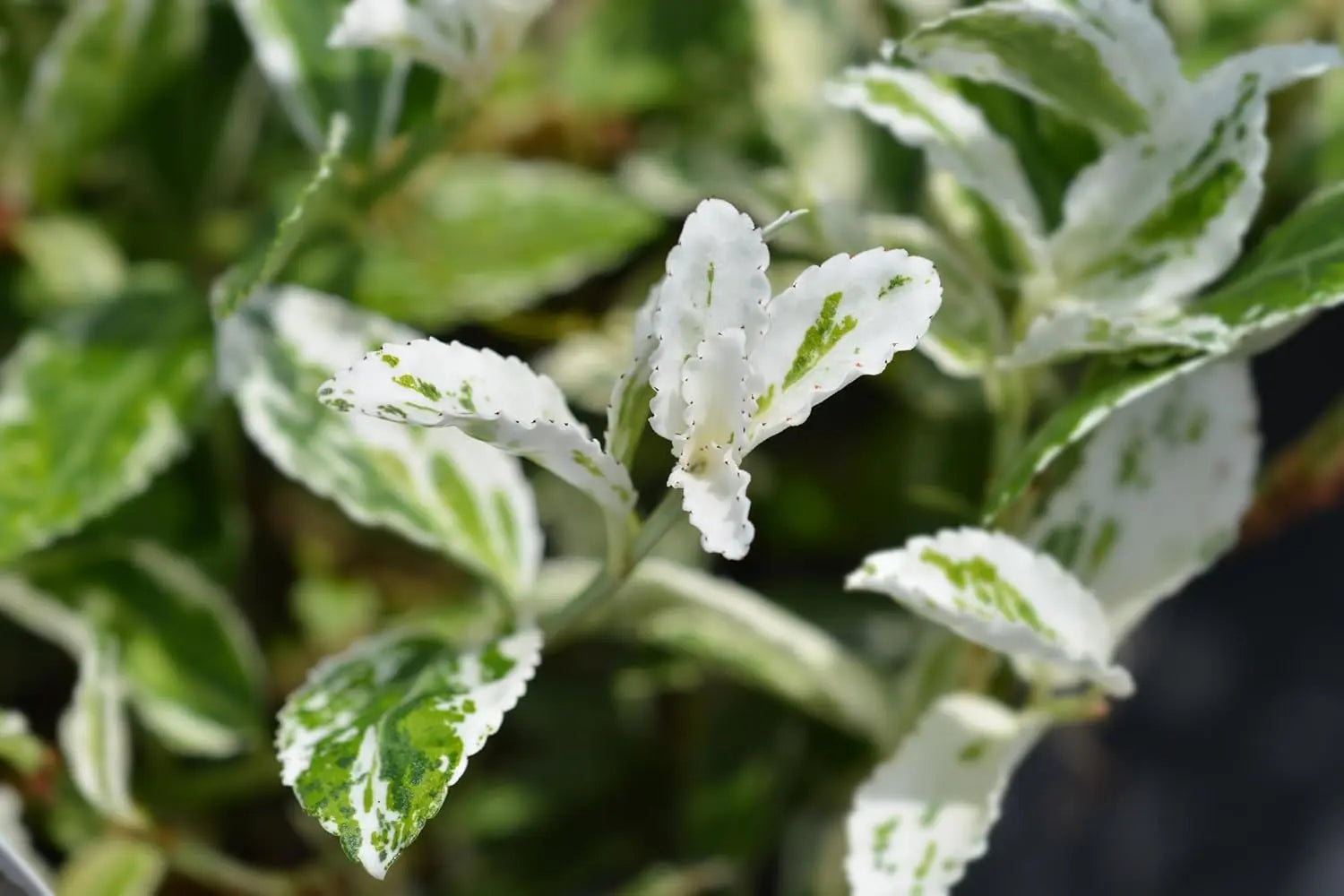 Weißgrüner Euonymus fortunei 'Harlequin' als Spindelstrauch, eine Staude mit buntem Laub, von Stauden Gänge.