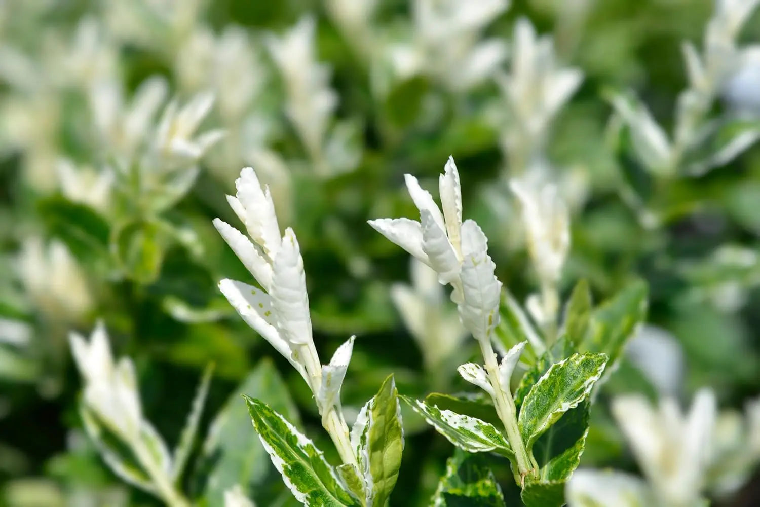 Euonymus fortunei 'Harlequin' weißgrüner Spindelstrauch, Staude mit bunten Blättern, gedeiht als Zierstrauch in Gärten.