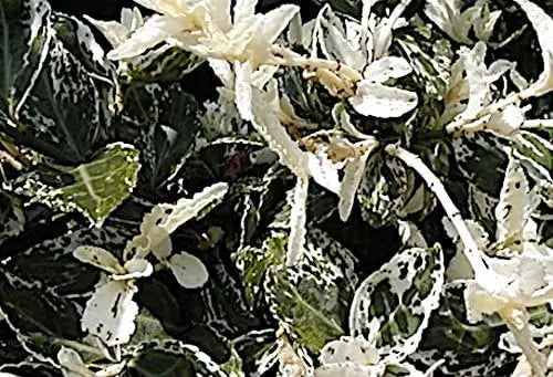 Euonymus fortunei 'Harlequin' weißgrüner Spindelstrauch, Staude, mit buntem Laub, im Garten.