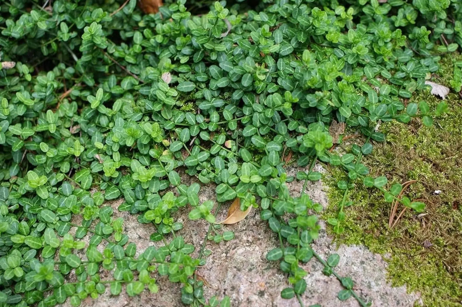 Kleinblättrige Teppichspindel Euonymus fortunei ’Minimus‘, Staude mit kompaktem Wuchs, grüne Blätter, dichter Bodendecker.