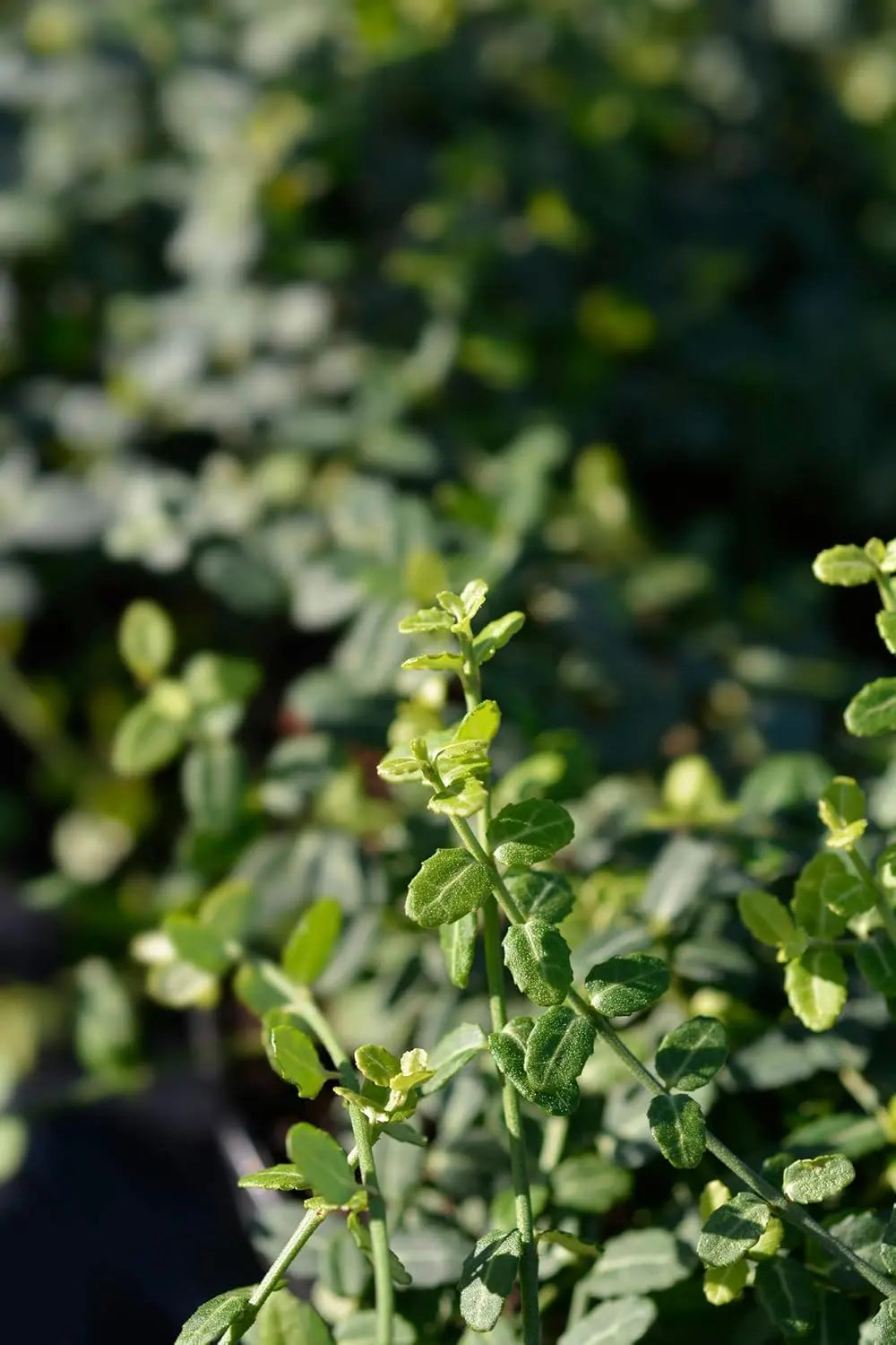 Kleinblättrige Euonymus fortunei ’Minimus‘ Staude, dicht wachsend, grüne Blätter, ideal als Bodendecker, von Stauden Gänge