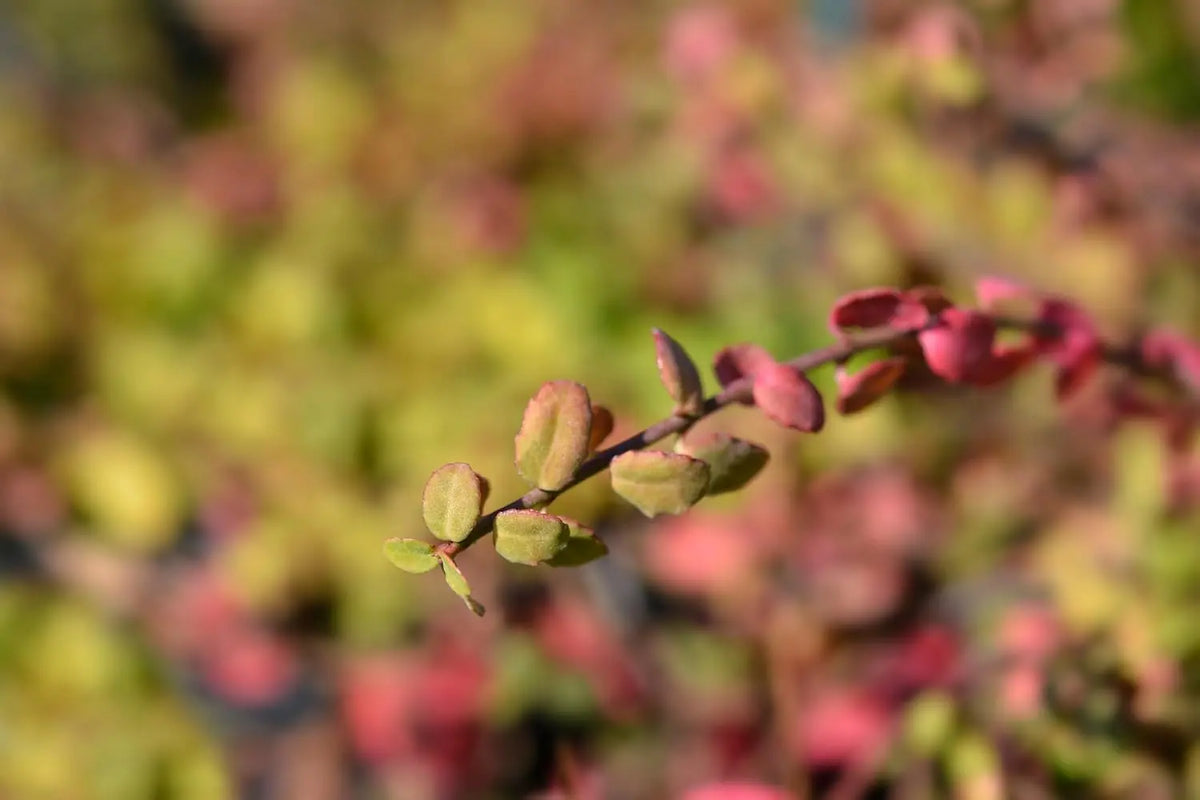 Kleinblättrige Teppichspindel Euonymus fortunei ’Minimus‘, Staude, grüne Blätter, bodendeckend, bei Stauden Gänge