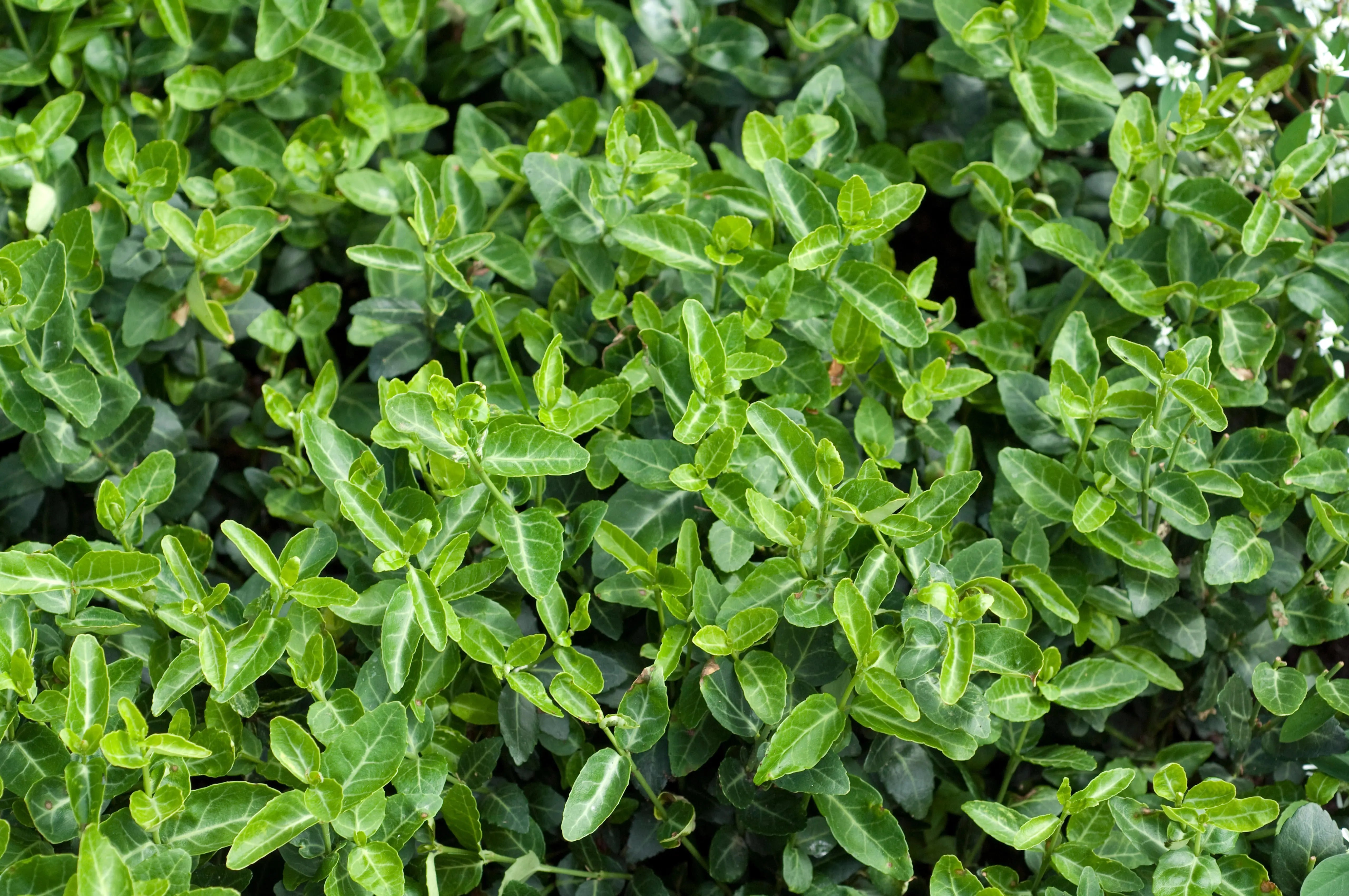 Grüne Kriechspindel Euonymus fortunei ’Radicans‘, Staude, mit dichten, grünen Blättern, wächst am Boden entlang.