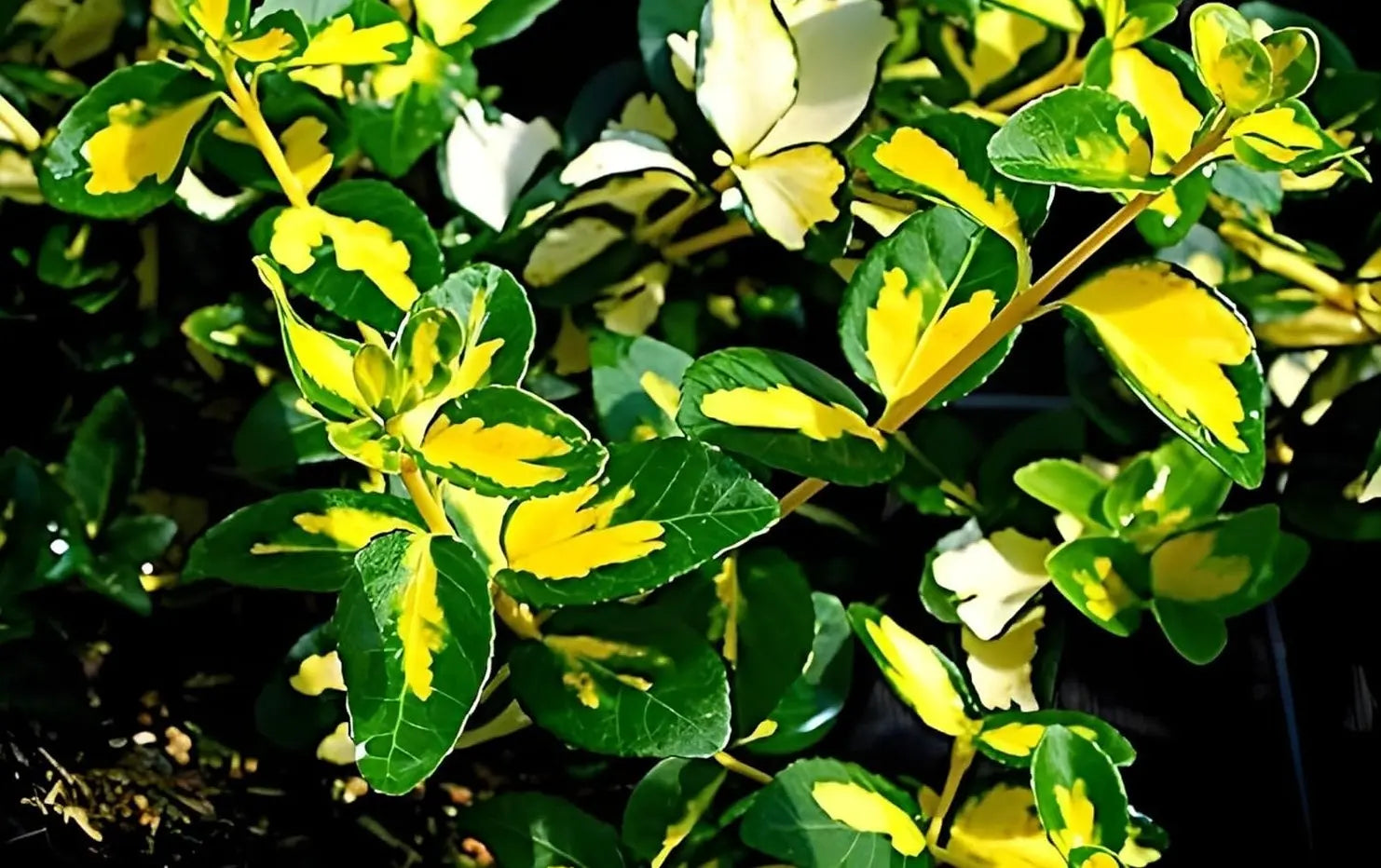 Gelbbunte Kriechspindel Euonymus fortunei ’Sunspot‘, Staude mit gelben Blättern, wächst bodenbedeckend, von Stauden Gänge.
