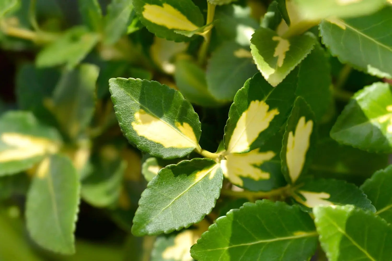 Gelbbunte Kriechspindel Euonymus fortunei ’Sunspot‘, Staude mit gelben Blättern, wächst kriechend und dekorativ.