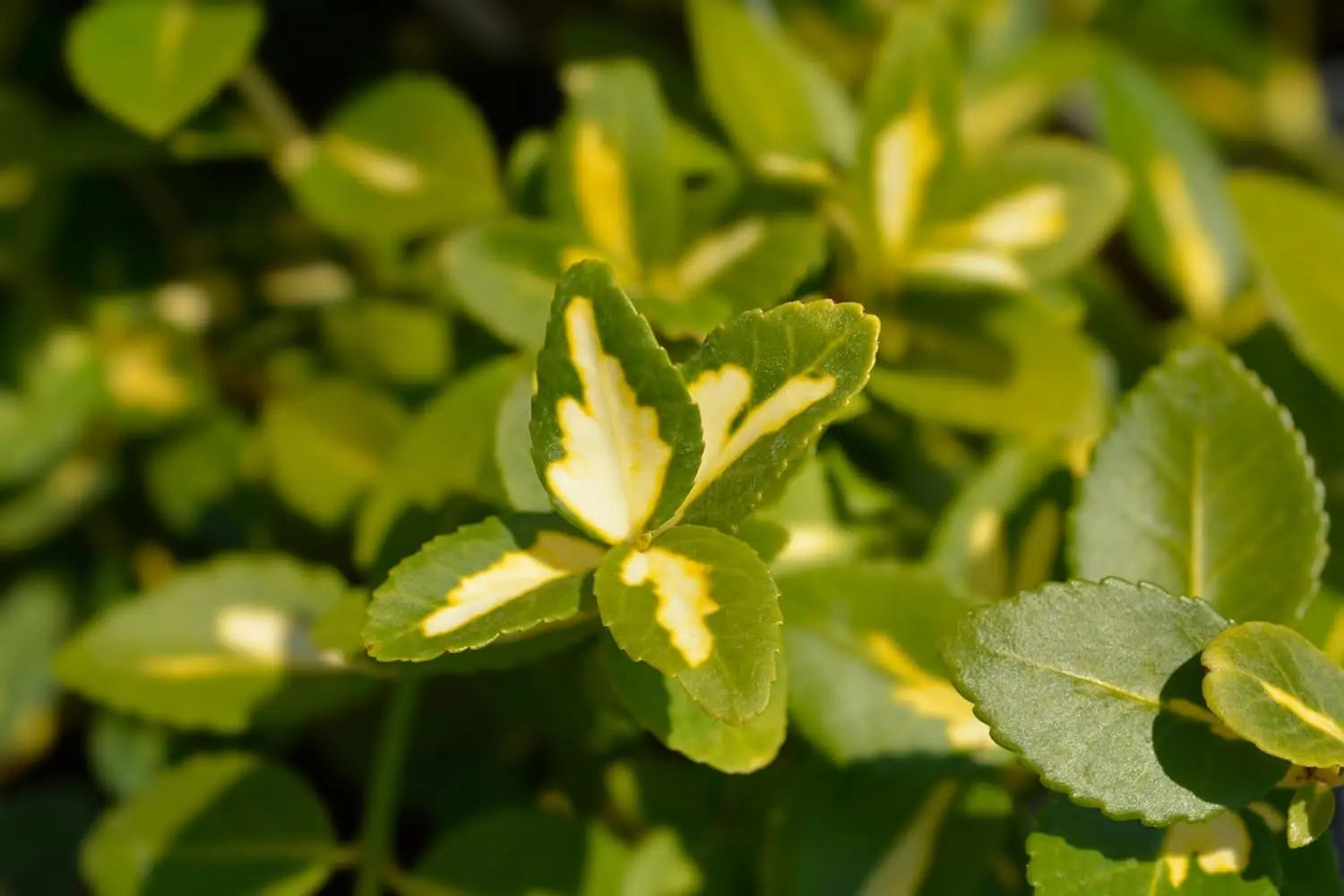 Gelbbunte Euonymus fortunei ’Sunspot‘, kriechende Staude mit gelben Blättern, wächst dicht und elegant im Garten.