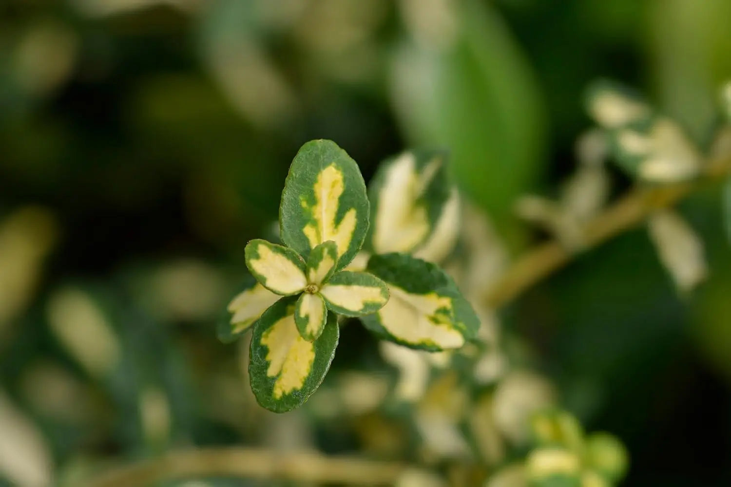 Gelbbunte Kriechspindel Euonymus fortunei ’Sunspot‘, Staude mit leuchtend gelben Blättern, im Garten sichtbar