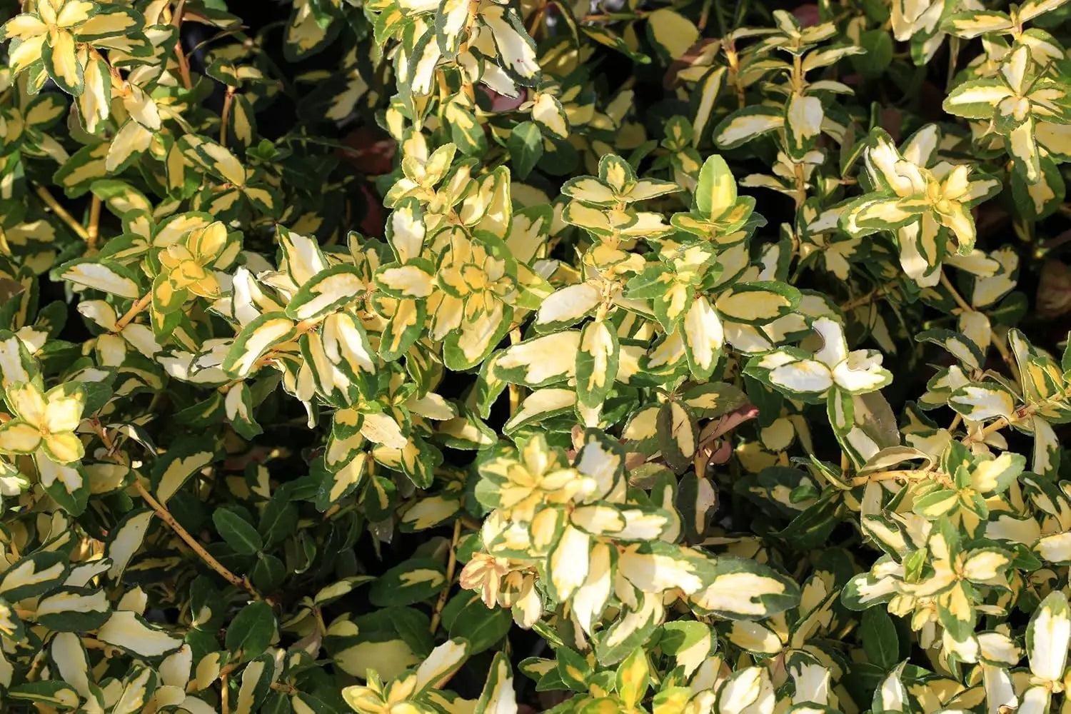 Gelbbunte Kriechspindel Euonymus fortunei ’Sunspot‘, Staude mit gelben Blättern, von Stauden Gänge.