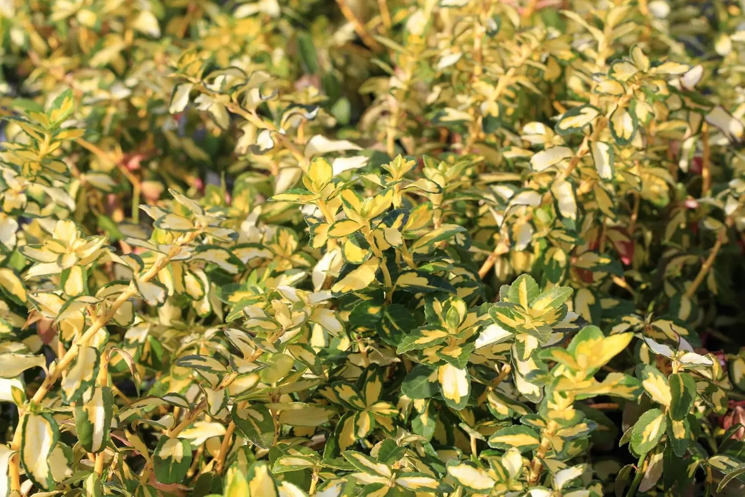 Gelbbunte Euonymus fortunei ’Sunspot‘, kriechende Staude mit grünen und gelben Blättern, von Stauden Gänge.