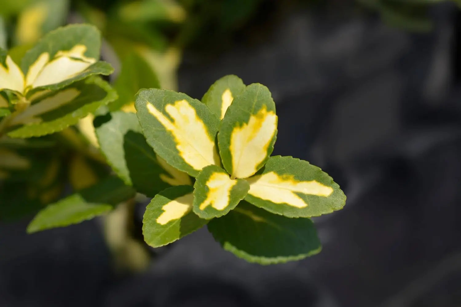 Gelbbunte Kriechspindel Euonymus fortunei ’Sunspot‘, Staude mit gelben Blättern, wächst zwischen Steinen, bei Stauden Gänge.