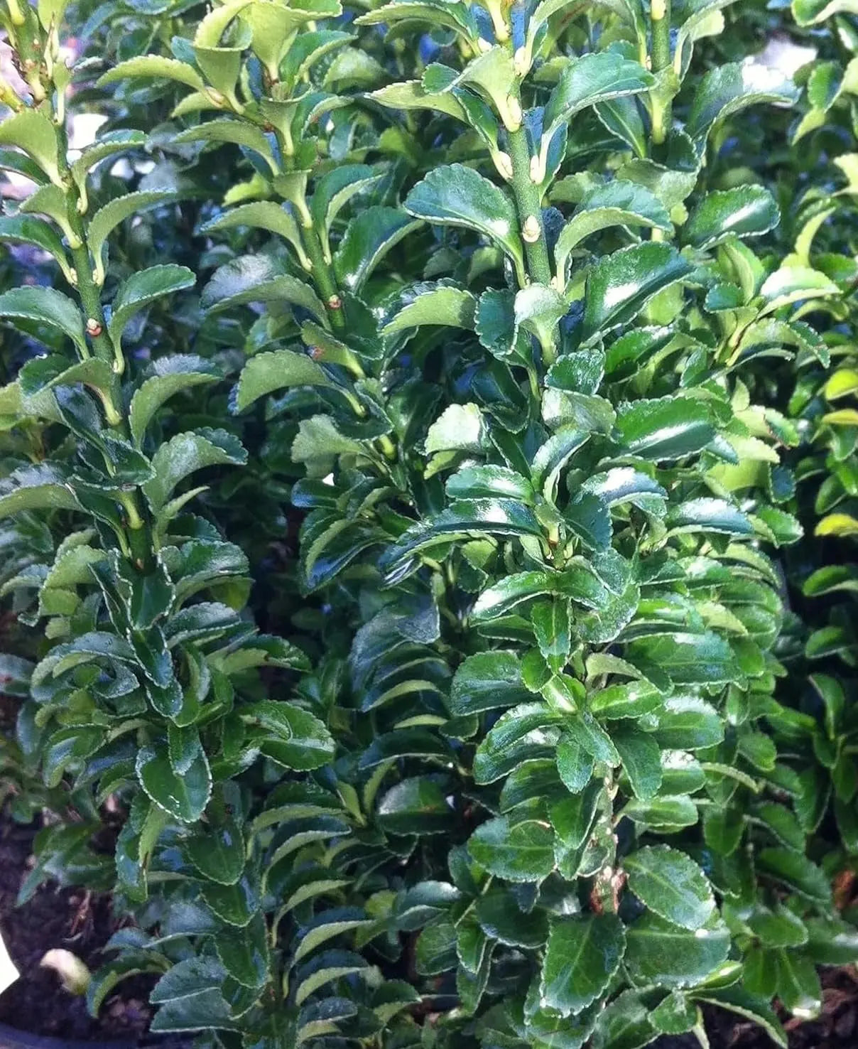 Grüner Säulen-Spindelstrauch Euonymus japonicus 'Green Rocket' als Staude, mit schmalem, aufrechten Wuchs, bei Stauden Gänge