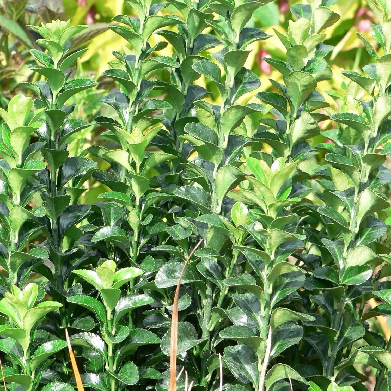 Grüner Säulen-Spindelstrauch Euonymus japonicus 'Green Rocket' als Staude, dichter, säulenförmiger immergrüner Strauch, Nahaufnahme