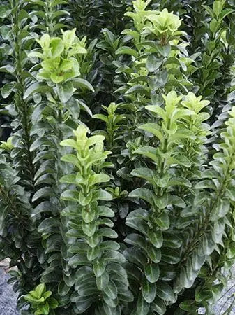 Grüner Säulen-Spindelstrauch Euonymus japonicus 'Green Rocket' als Staude, mit schmalem, aufrechtem Wuchs, von Stauden Gänge