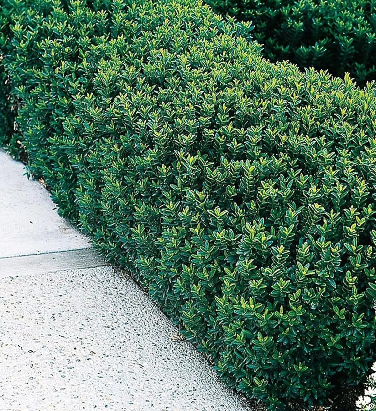 Grüner Säulen-Spindelstrauch Euonymus japonicus 'Green Rocket' als Staude, buschig und schmal wachsend, in Gartenumgebung.