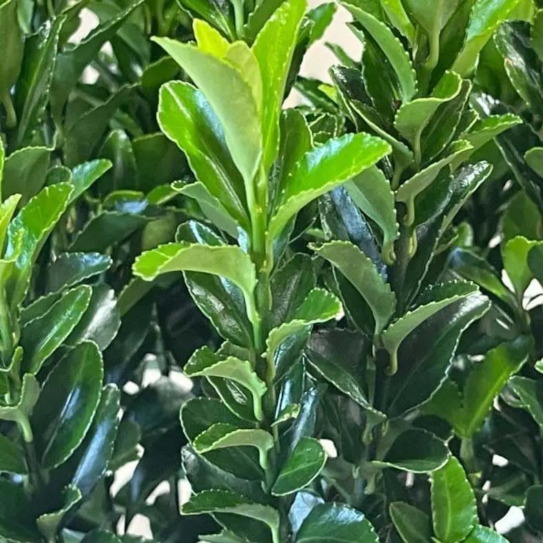 Grüner Säulen-Spindelstrauch Euonymus japonicus 'Green Rocket', Staude mit schmalem, säulenförmigem Wuchs, grüne Blätter, bei Stauden Gänge