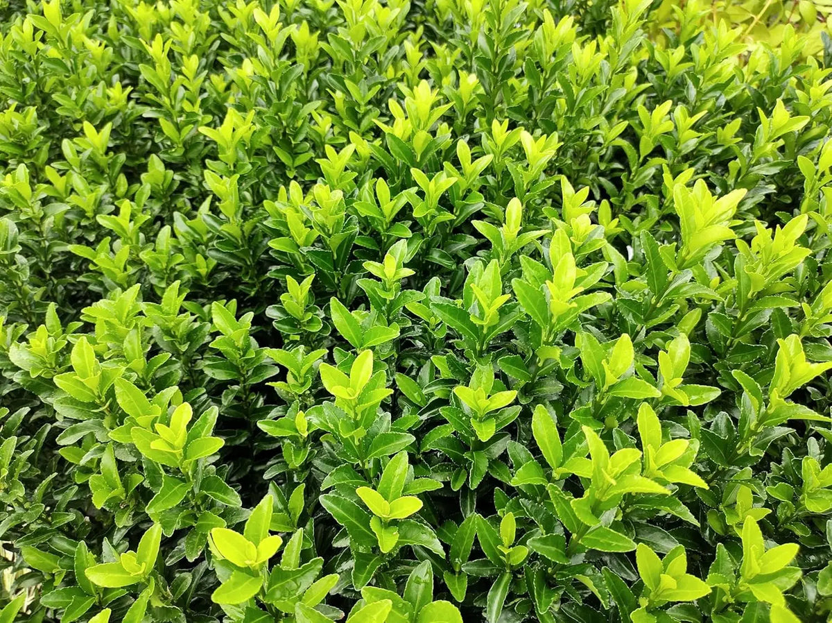Grüner Säulen-Spindelstrauch Euonymus japonicus 'Green Rocket' als Staude, dichtes, säulenförmiges Laub, Naturaufnahme.