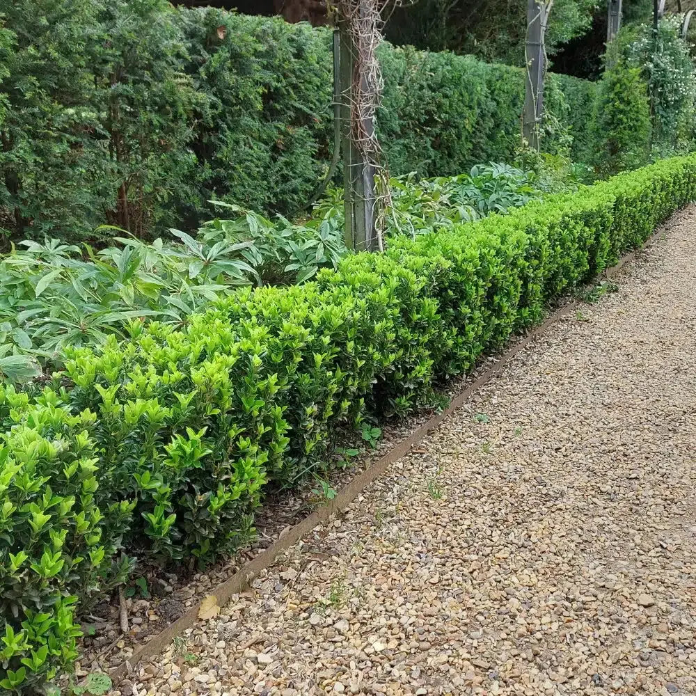 Grüner Säulen-Spindelstrauch Euonymus japonicus 'Green Rocket' als Staude, mit schmalem, aufrechten Wachstum, von Stauden Gänge.