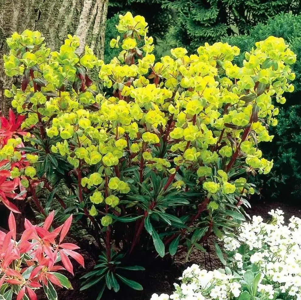 Rote Blätter der Euphorbia amygdaloides 'Purpurea', rotblättrige Wolfsmilch, Staude mit blühenden grünen Blättern
