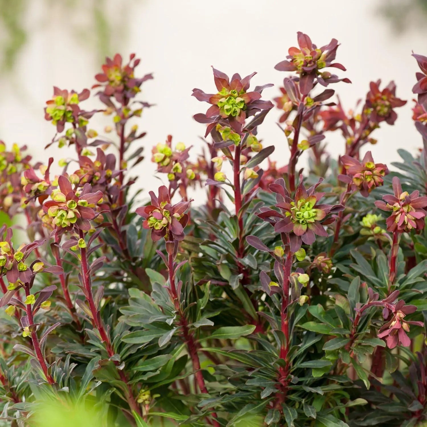 Rote Blätter der Staude Euphorbia amygdaloides 'Purpurea' / Wolfsmilch, Stauden Gänge, im Garten.