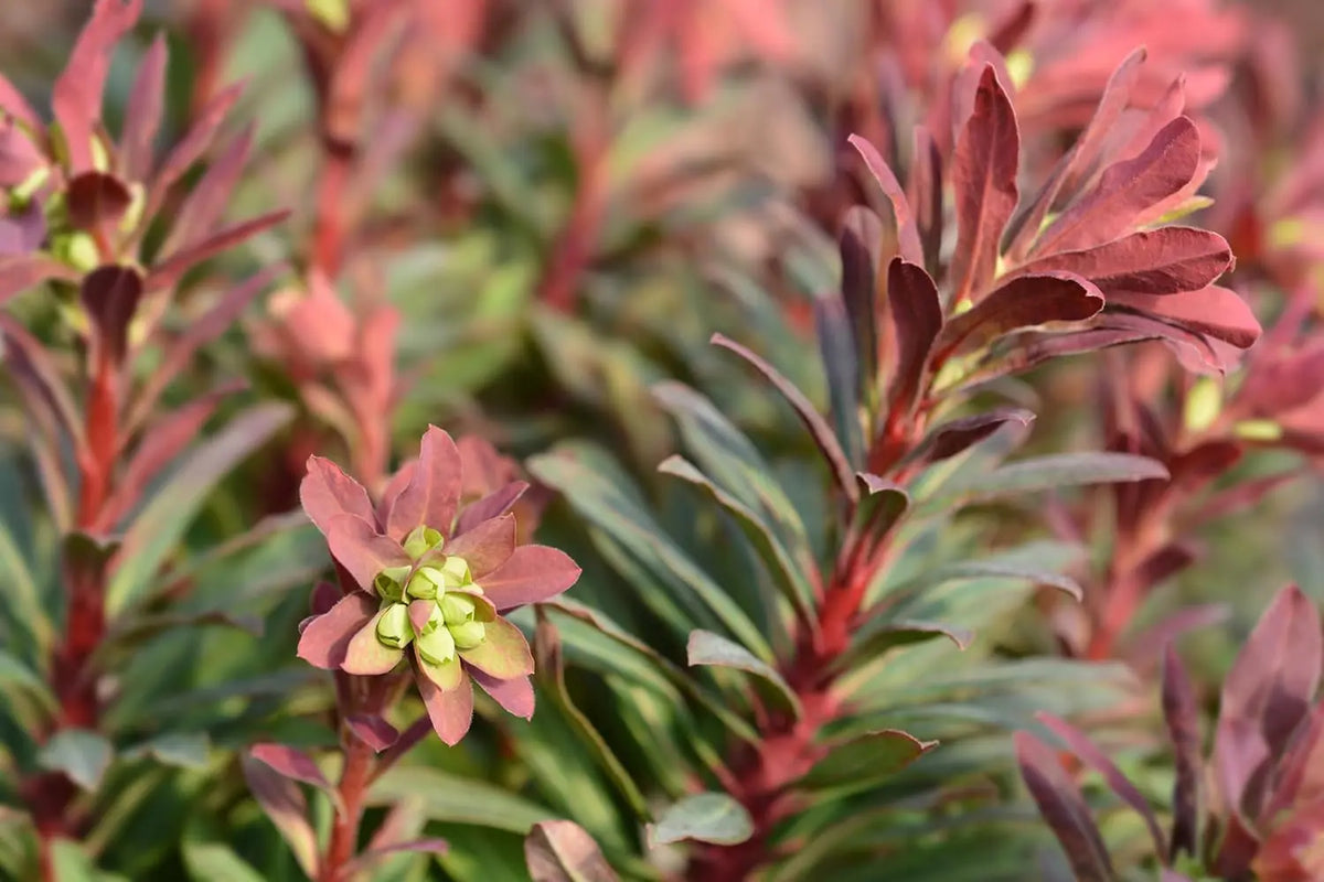 Rote Blätter der Euphorbia amygdaloides 'Purpurea', rotblättrige Wolfsmilch, Staude mit auffälligem Laub in naturbelassener Gartenumgebung