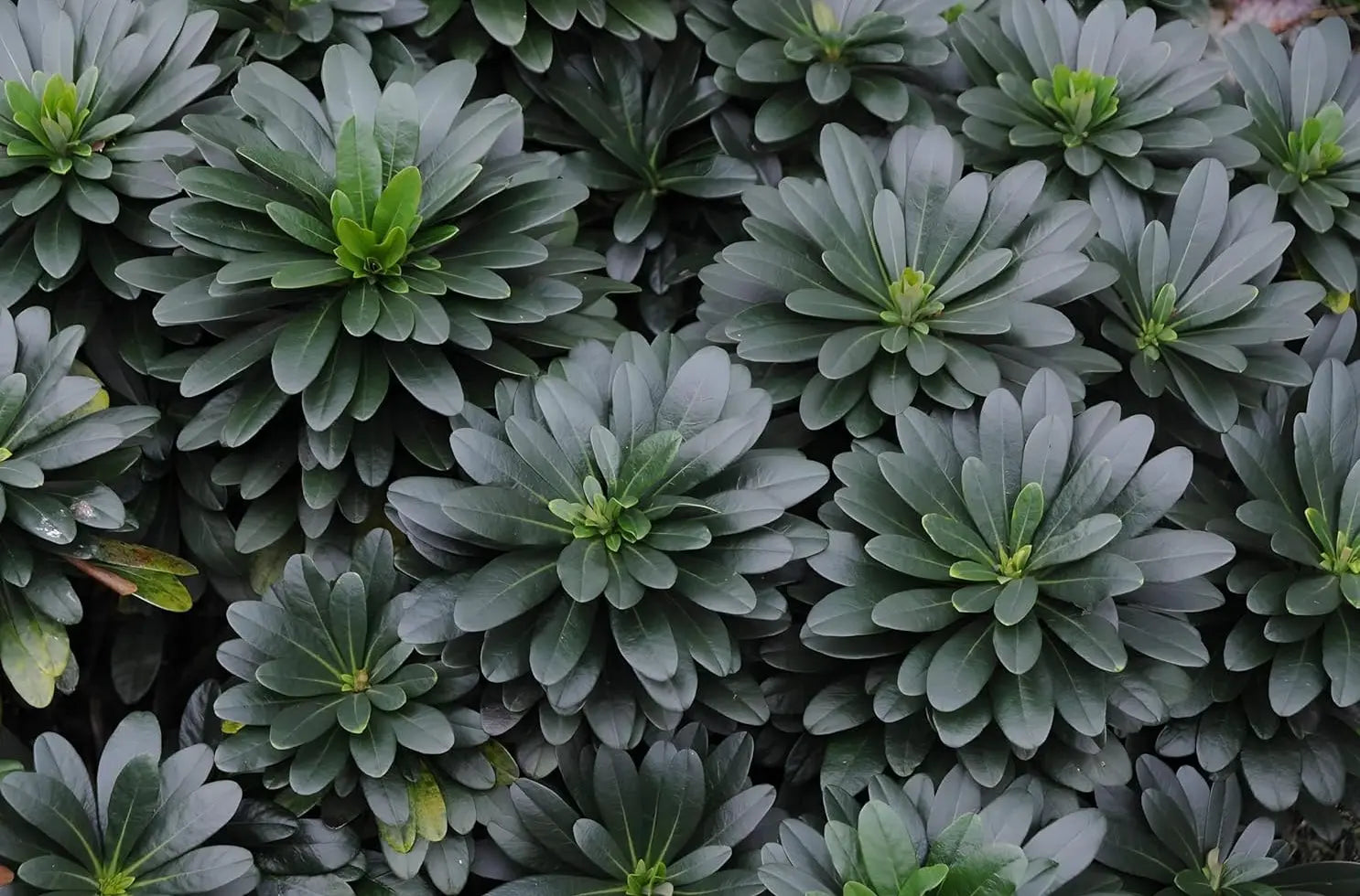 Mandelblättrige Wolfsmilch, Euphorbia amygdaloides ssp. 'Robbiae', Staude mit grünen Blättern und gelblichen Blüten, Stauden Gänge