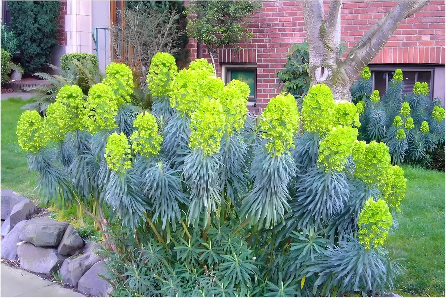 Mittelmeer-Wolfsmilch Euphorbia characias 'Blue Wonder' Staude, grüne Blätter und bläuliche Blüten, von Stauden Gänge.