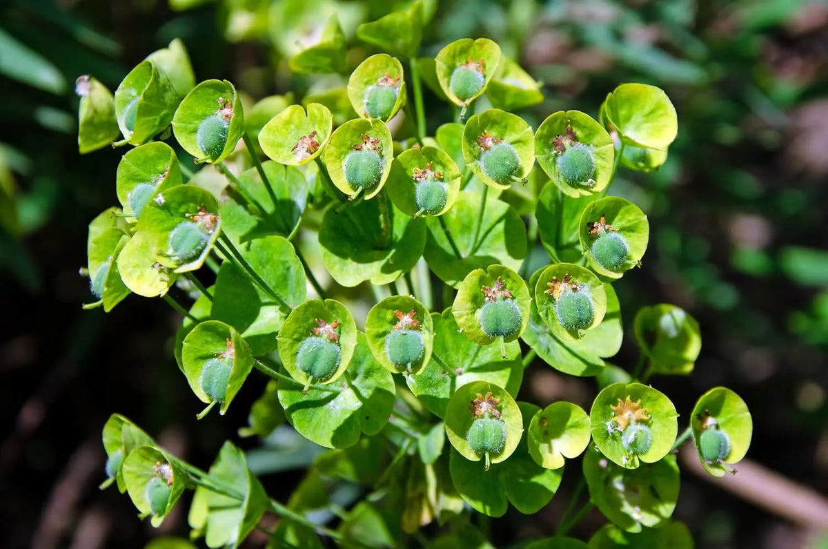 Bunte Euphorbia characias 'Blue Wonder' Mittelmeer-Wolfsmilch als Staude, mit blauen und grünen Blättern, im Garten.