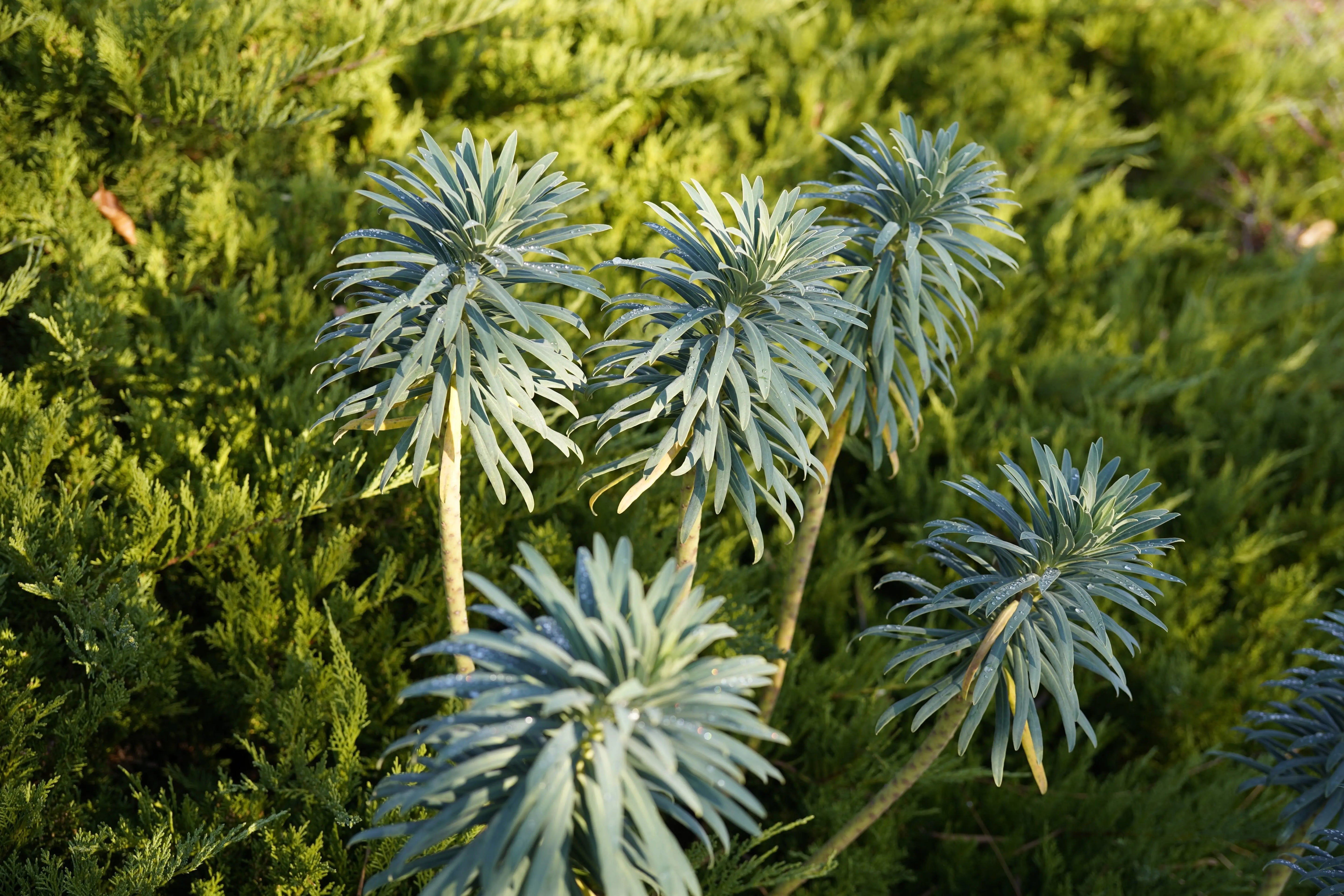 Mittelmeer-Wolfsmilch Euphorbia characias als Staude, mit grünen, schmalen Blättern und gelben Blüten, von Stauden Gänge.