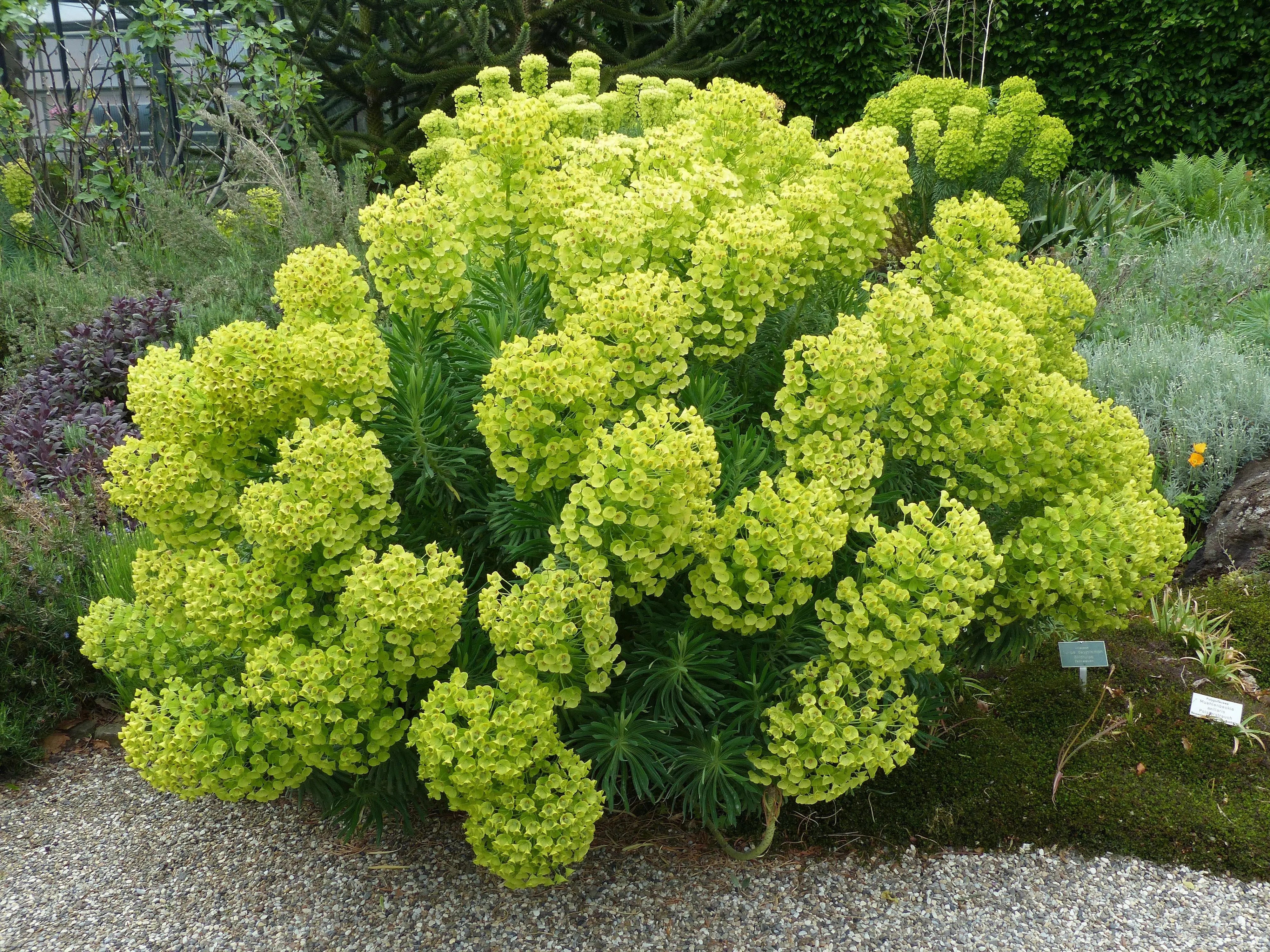 Mittelmeer-Wolfsmilch Euphorbia characias, grüne Staude mit aufrechten Blättern und gelben Blüten, von Stauden Gänge.