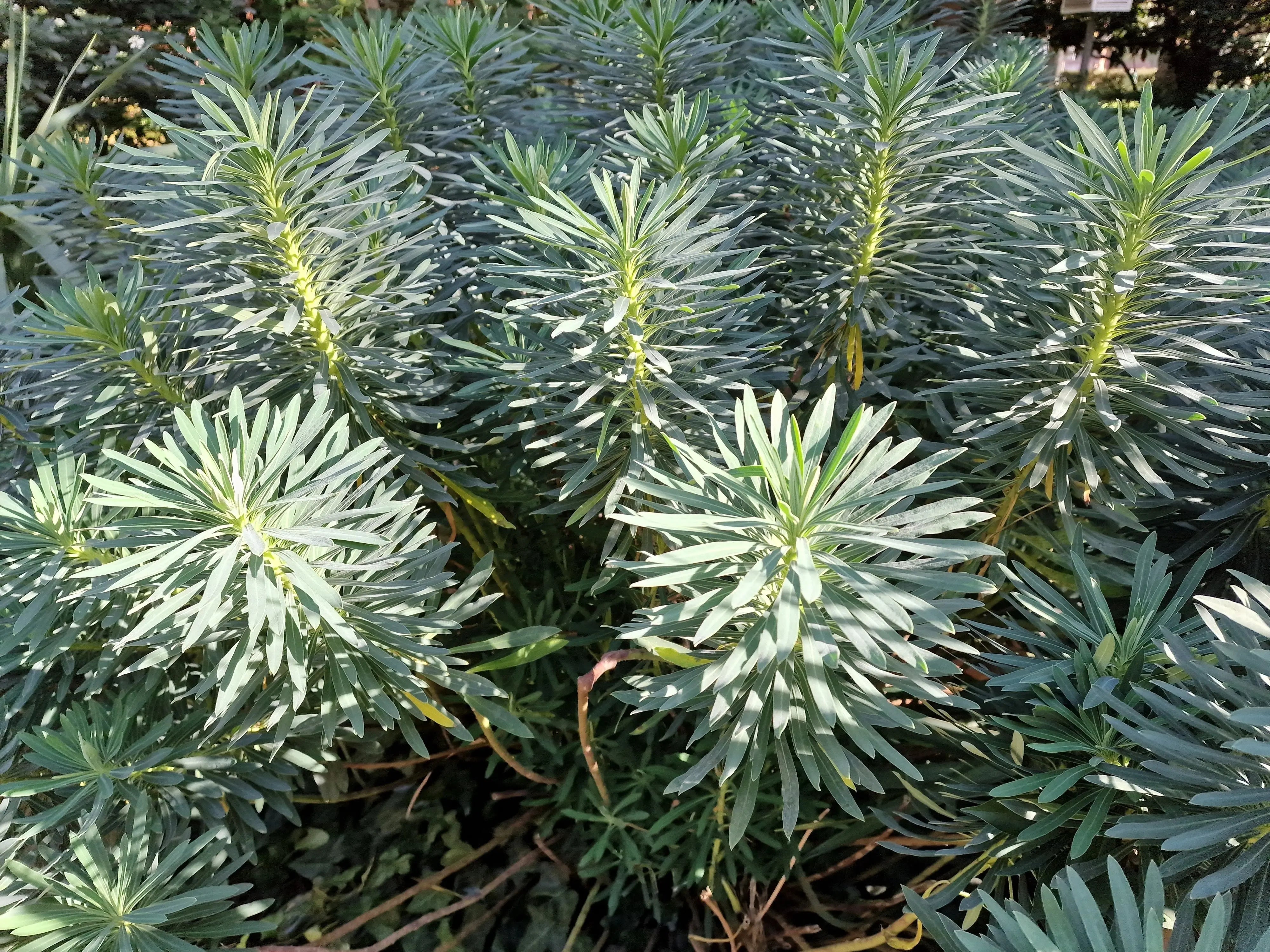 Bunte Mittelmeer-Wolfsmilch (Euphorbia characias) Staude mit grünen Blättern und gelben Blüten, Stauden Gänge.
