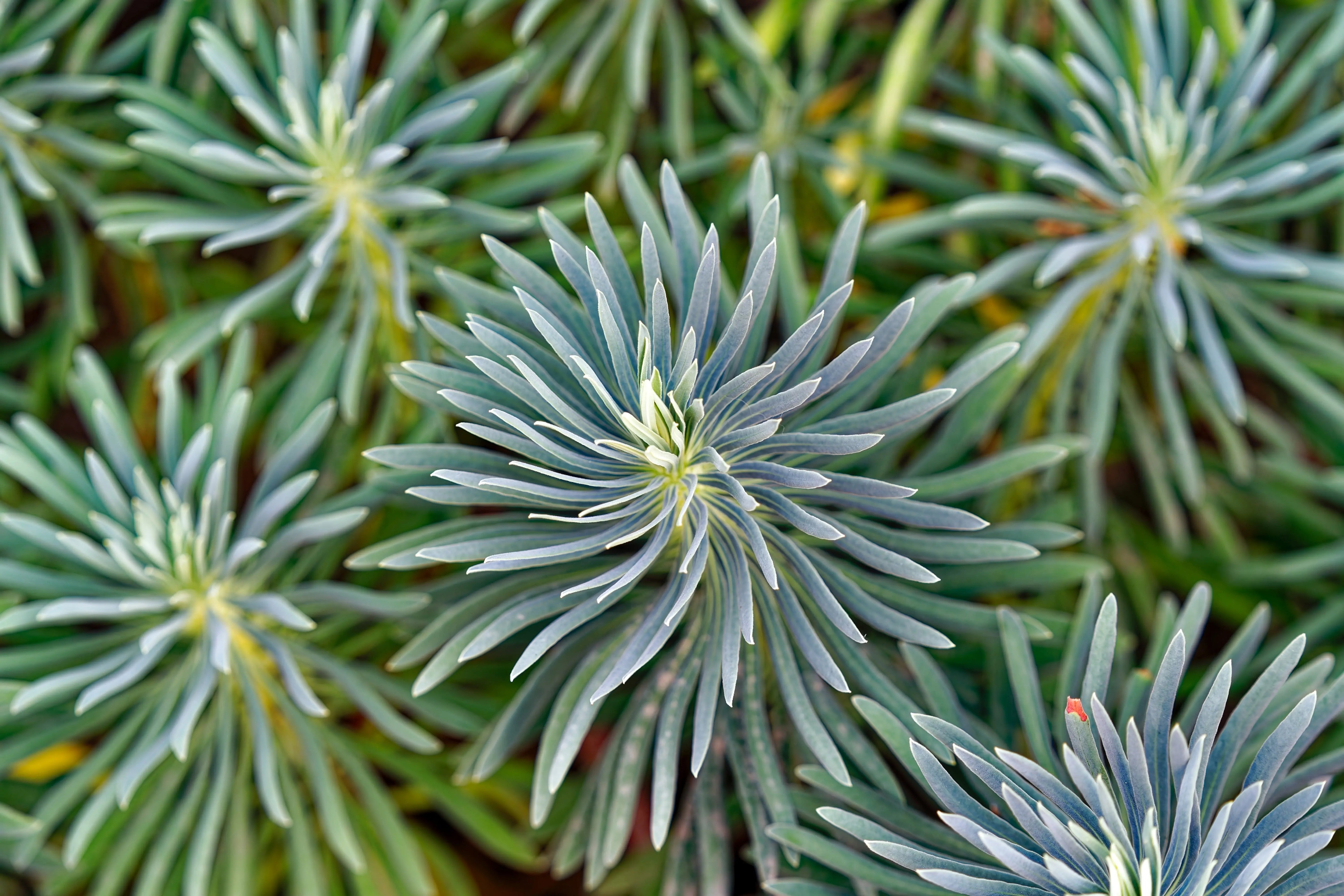 Mittelmeer-Wolfsmilch (Euphorbia characias) Staude, grüne Blätter und gelbe Blüten, im Garten bei Stauden Gänge.