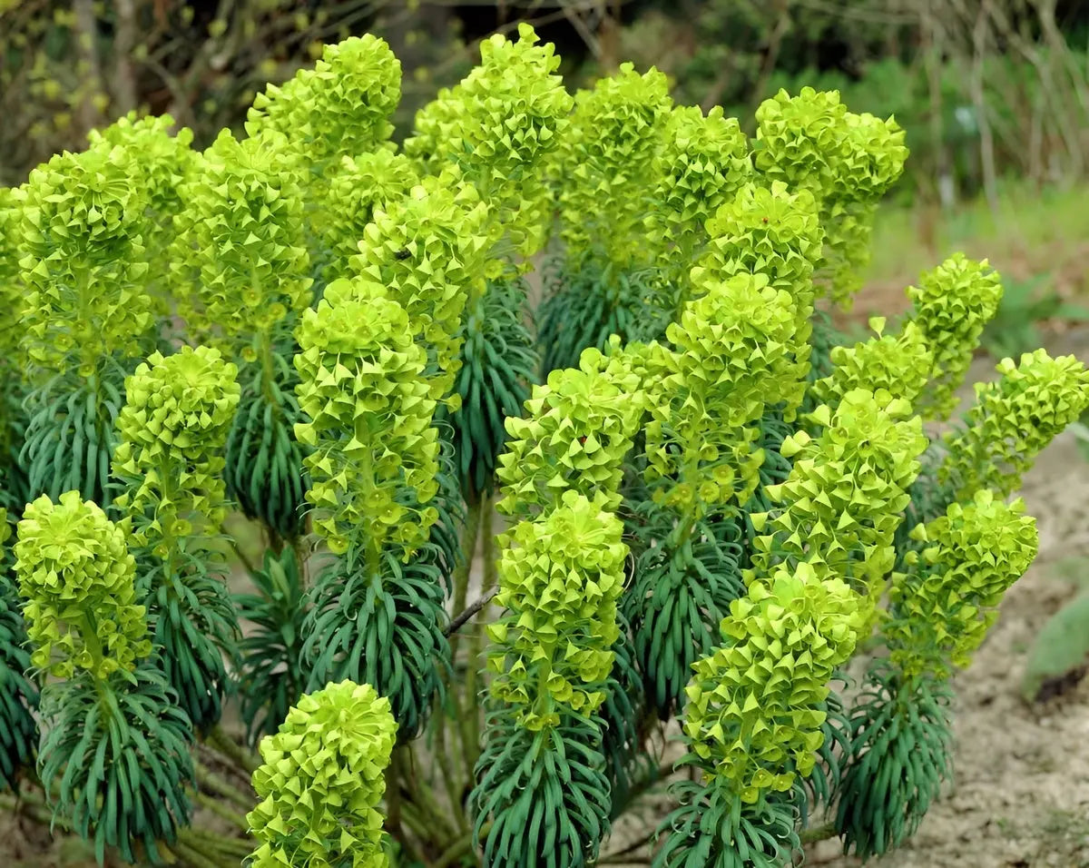 Mittelmeer-Wolfsmilch Euphorbia characias als Staude mit grünen Blättern und aufrechter Wuchs, Stauden Gänge.