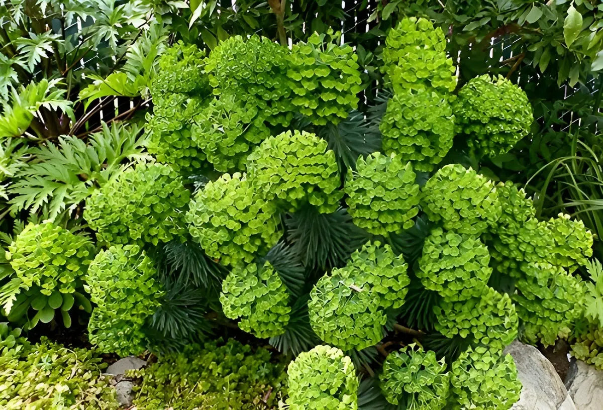 Euphorbia characias Mittelmeer-Wolfsmilch, robuste Staude mit grünen, bläulichen Blättern und gelben Blüten, bei Stauden Gänge