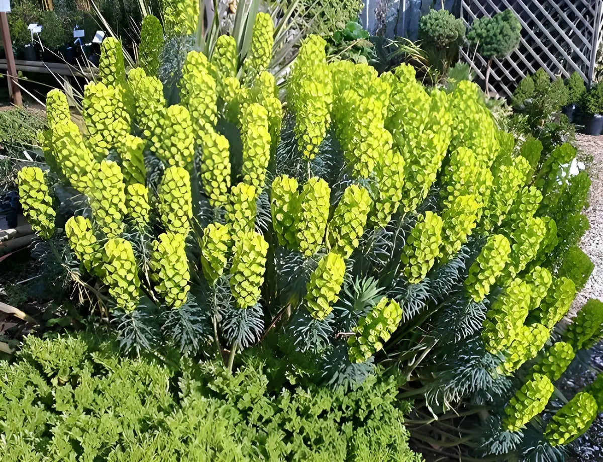 Euphorbia characias Mittelmeer-Wolfsmilch, Staude mit grünen, aufrechten Trieben und gelben Blüten, von Stauden Gänge.