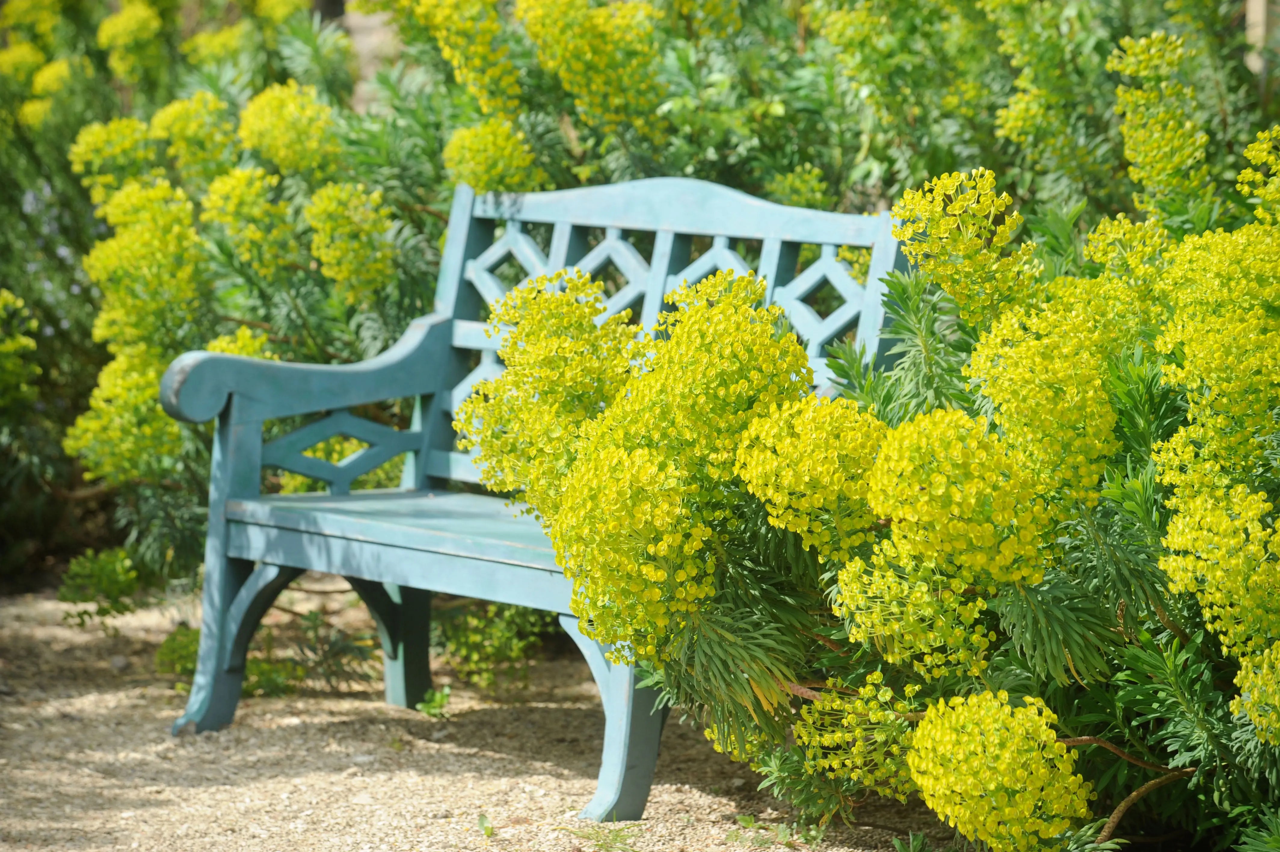 Mittelmeer-Wolfsmilch Euphorbia characias ‚Wulfenii‘, Staude mit blaugrauen Blättern und gelben Blüten, von Stauden Gänge