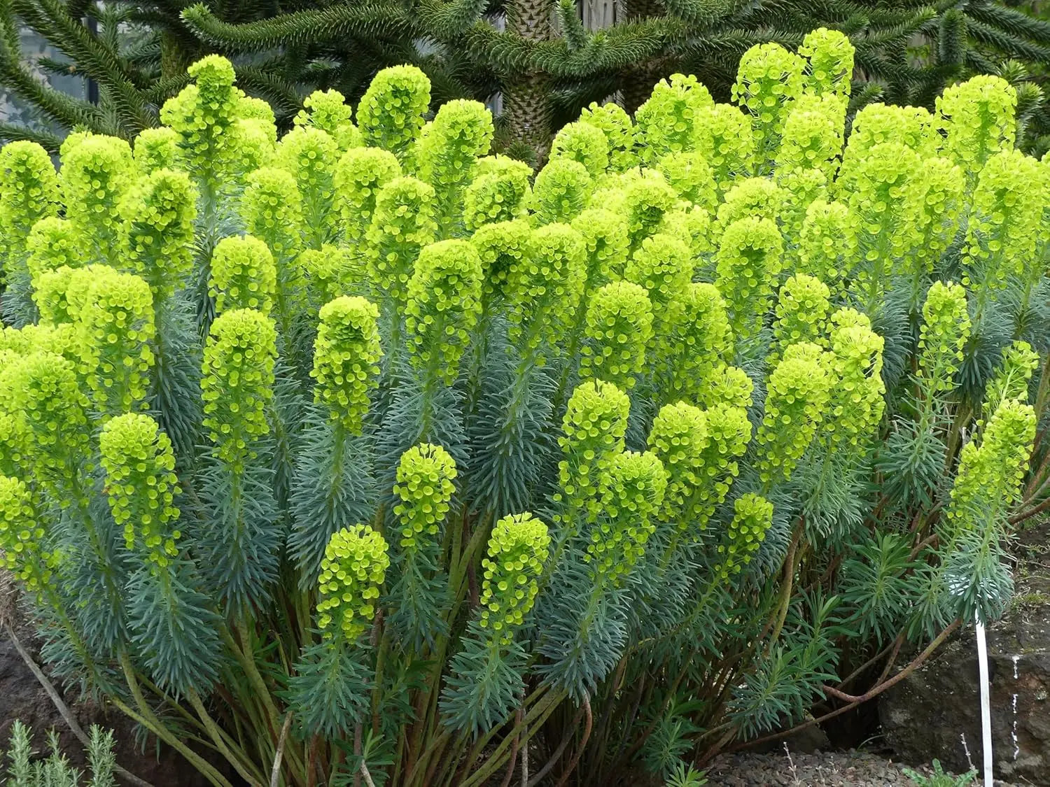 Grüne Euphorbia characias ‚Wulfenii‘ Staude mit aufrechten Blättern und gelben Blüten, Mittelmeer-Wolfsmilch, Stauden Gänge