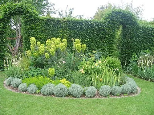 Mittelmeer-Wolfsmilch Euphorbia characias ‚Wulfenii‘, Staude mit blaugrauen Blättern und gelben Blüten, von Stauden Gänge