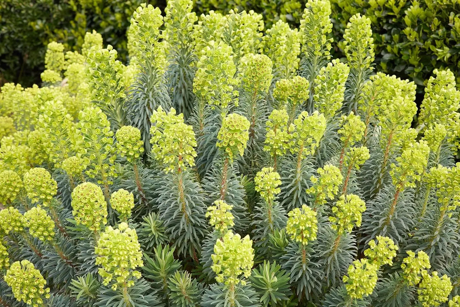 Mittelmeer-Wolfsmilch Euphorbia characias ‚Wulfenii’ Staude mit grünen Blättern und gelben Blüten, Stauden Gänge.