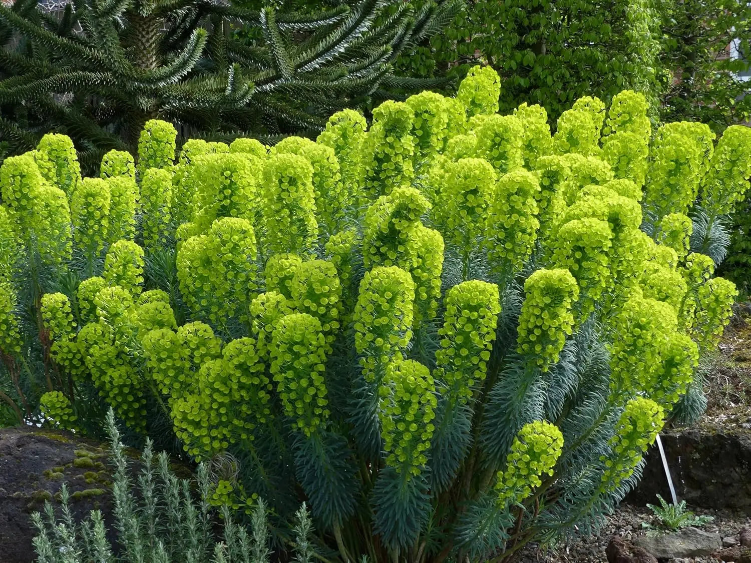 Mittelmeer-Wolfsmilch Euphorbia characias ‚Wulfenii‘ Staude mit grünen, bläulichen Blättern und gelben Blüten, im Garten.