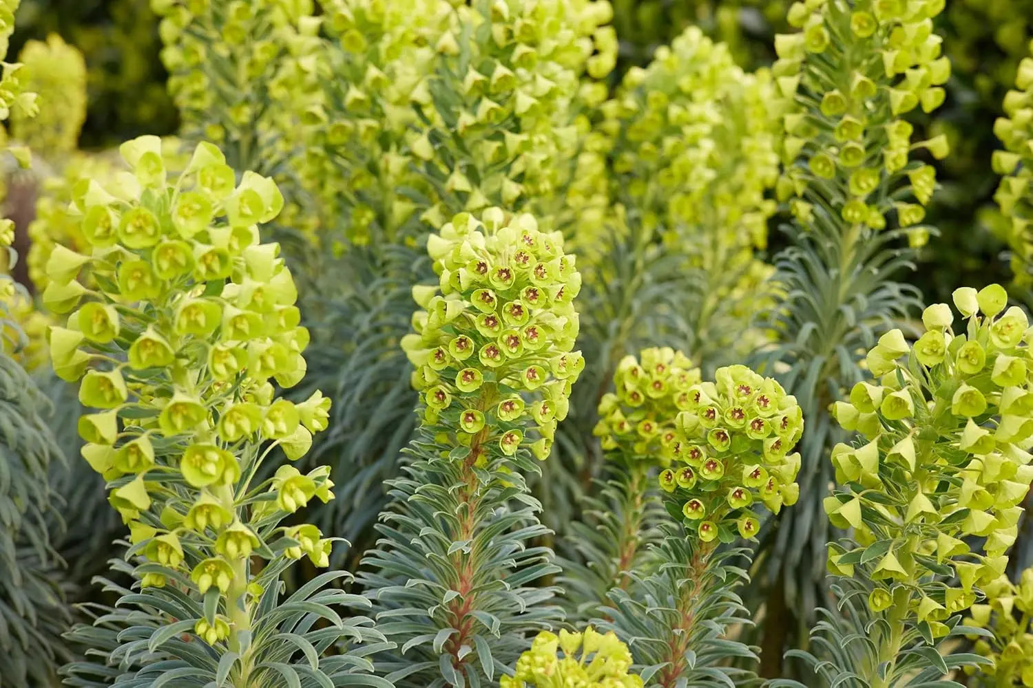 Mittelmeer-Wolfsmilch Euphorbia characias ‚Wulfenii‘, Staude mit grünen, bläulichen Blättern und gelben Blüten, im Garten.