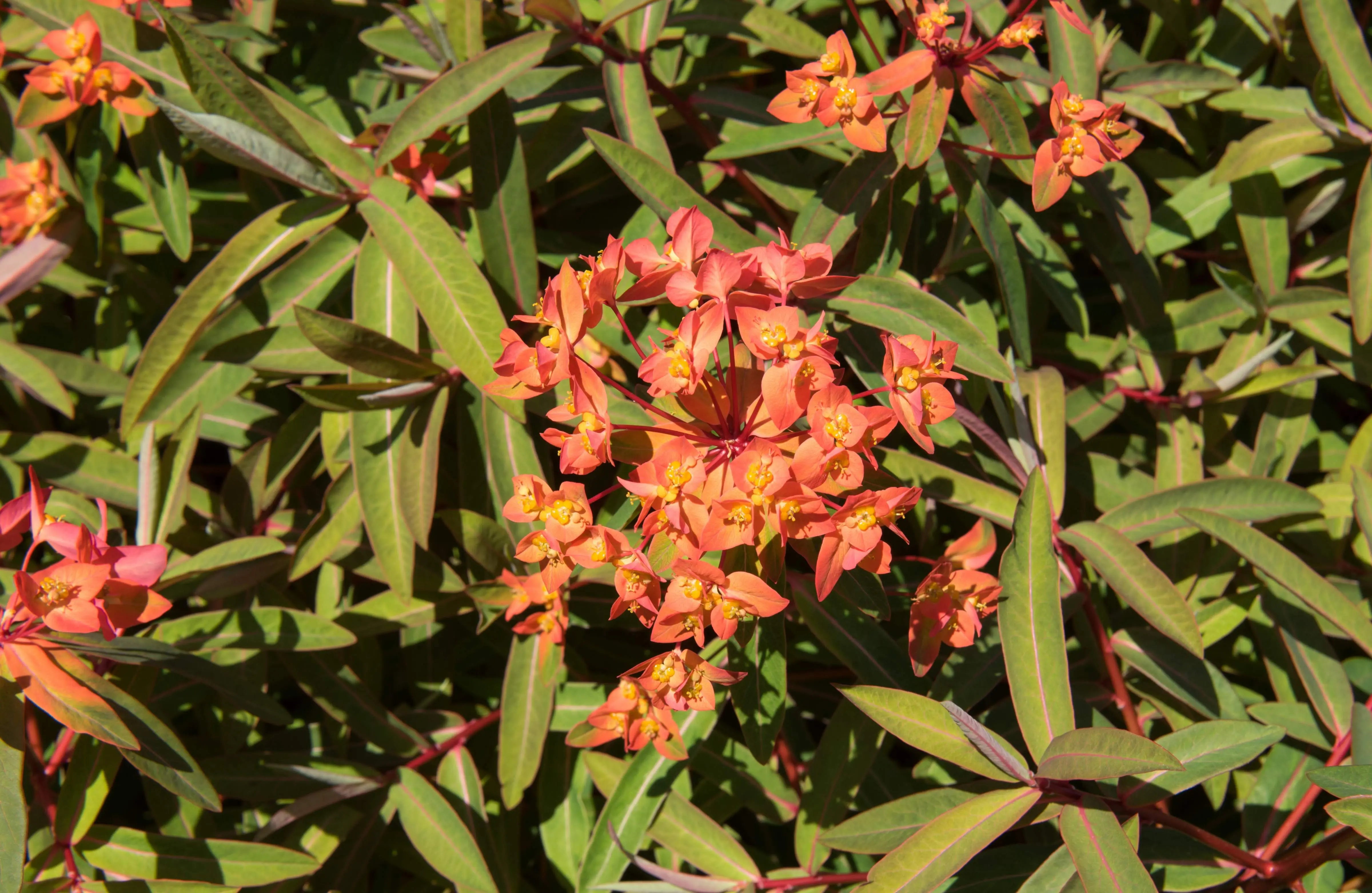 Himalaya-Wolfsmilch Euphorbia griffithii 'Fireglow', Staude mit leuchtend roten Blättern und aufrechter Wuchs, Stauden Gänge