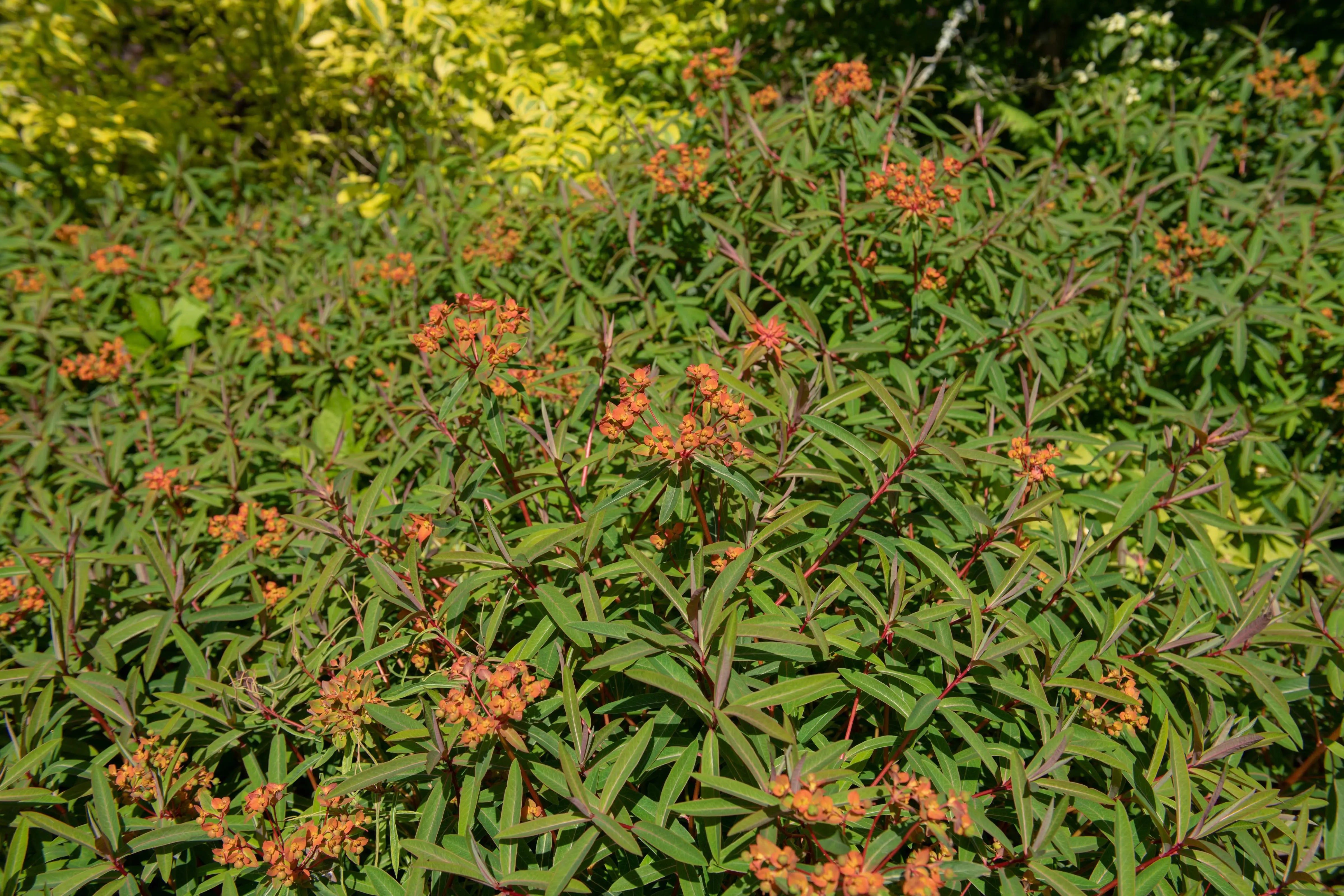 Himalaya-Wolfsmilch Euphorbia griffithii 'Fireglow' Staude mit leuchtend roten Blättern und grünen Stängeln, im Garten.