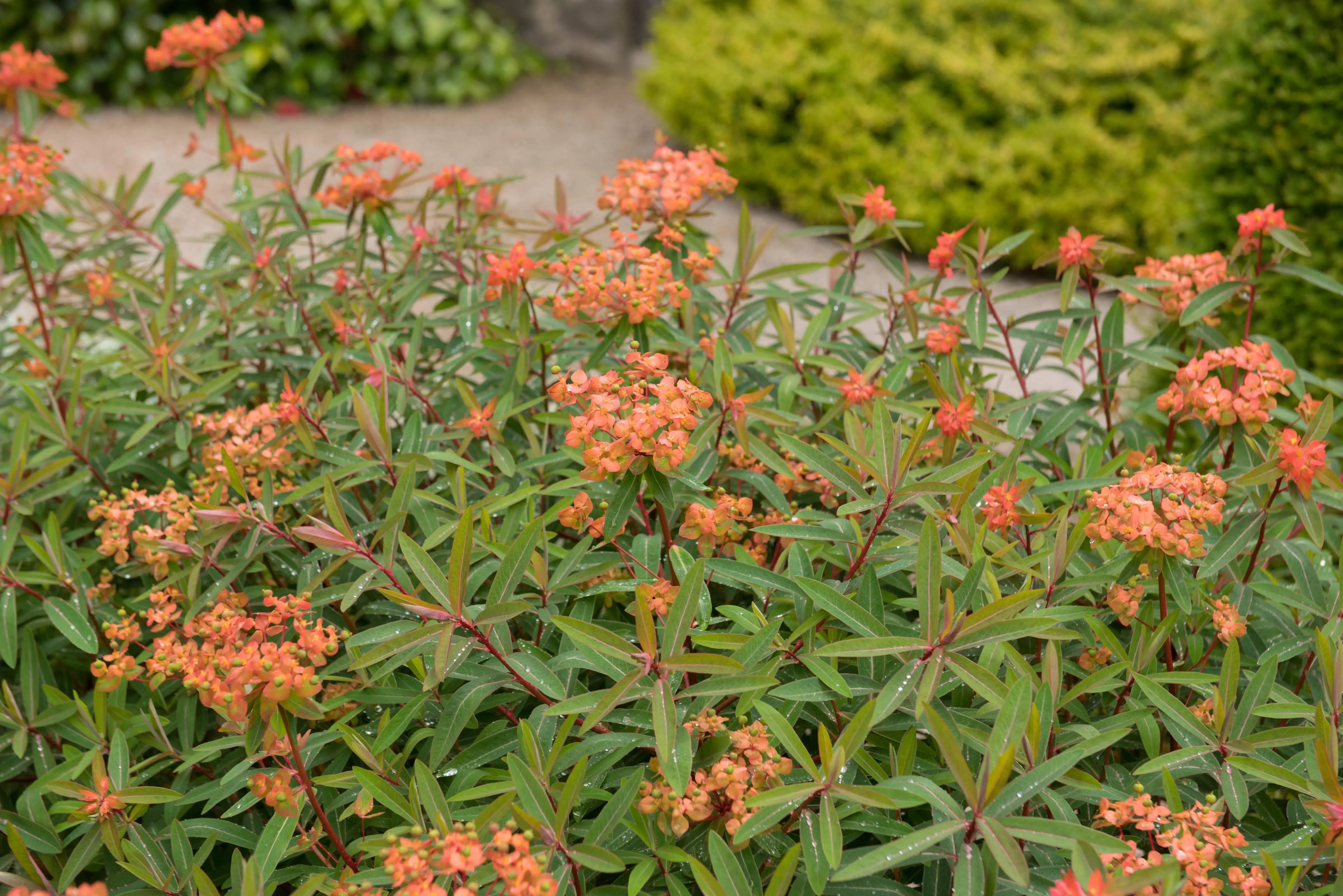 Himalaya-Wolfsmilch Euphorbia griffithii 'Fireglow' Staude mit leuchtend roten Blättern und grünen Stielen in Gartenbeet
