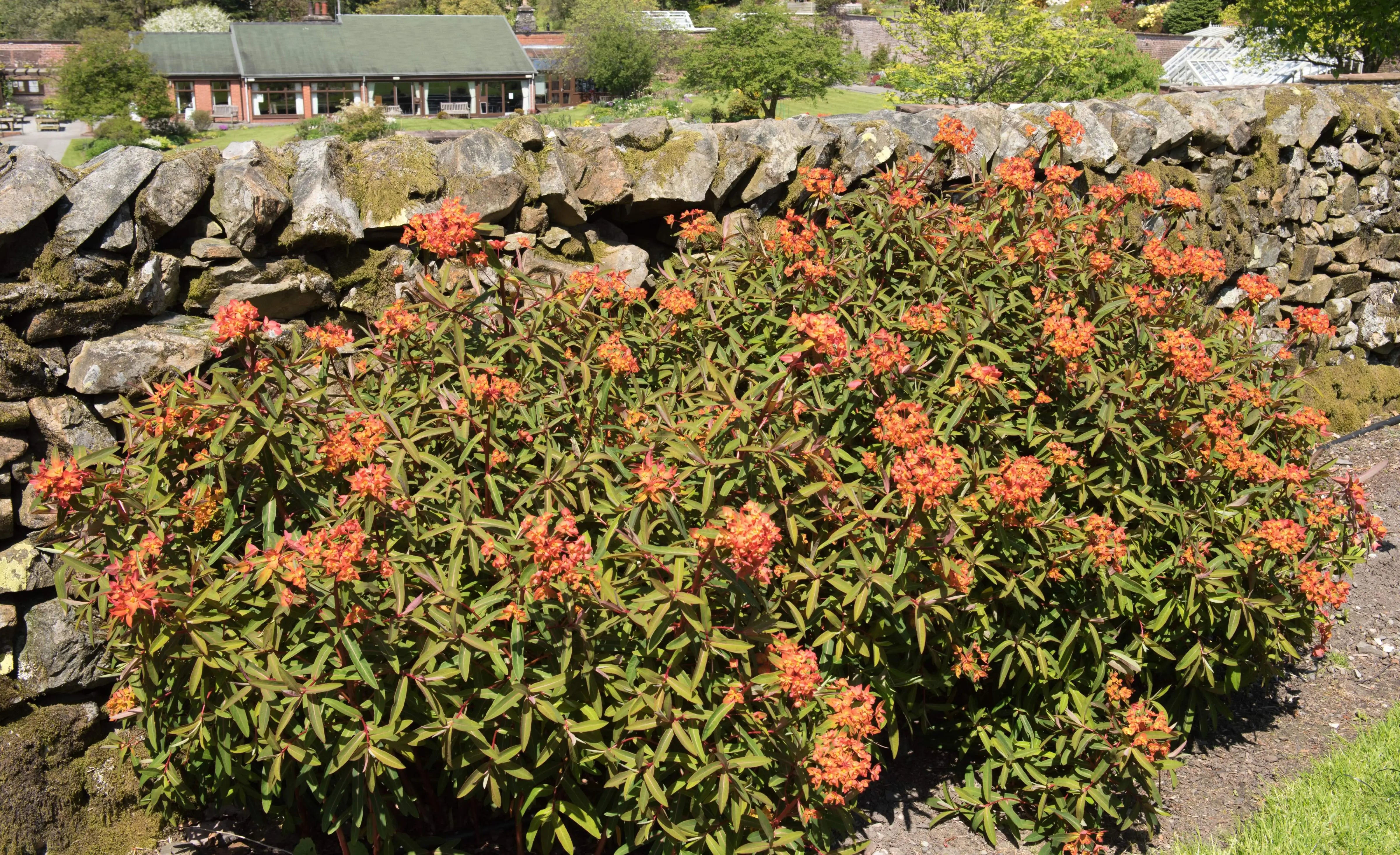 Himalaya-Wolfsmilch Euphorbia griffithii 'Fireglow' Staude mit leuchtend roten Blättern und grünen Stängeln, gedeiht in Garten.